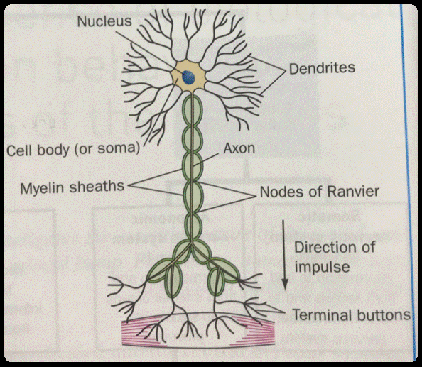 Basic Neuron