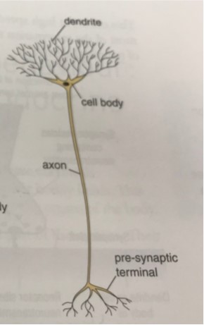 Relay Neuron